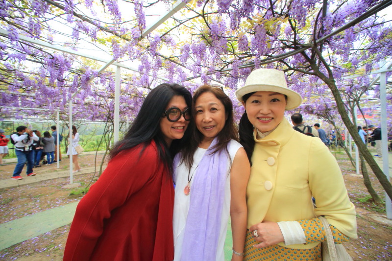 紫藤咖啡園！台湾の淡水エリアに咲き誇る美しい藤の花トンネル | lade