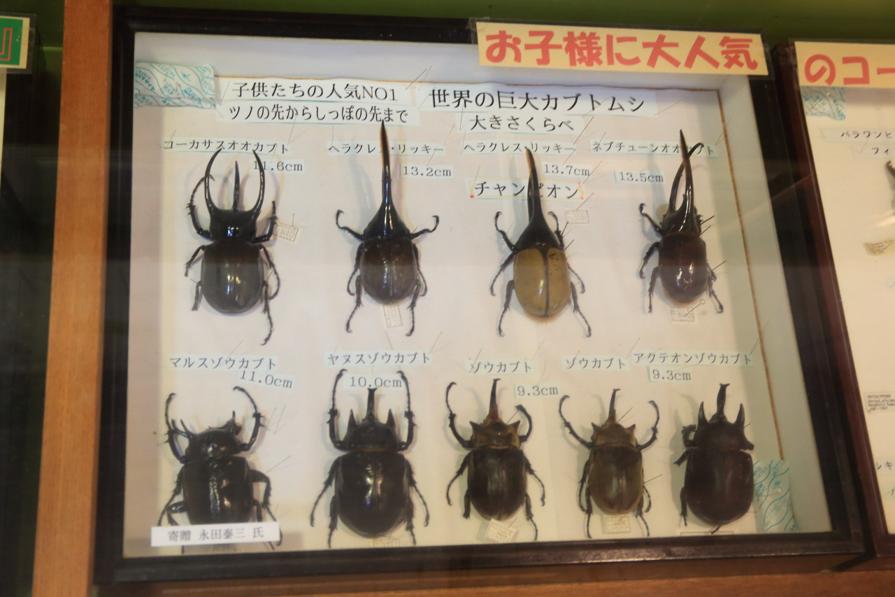 なので カケスタ Kakesta