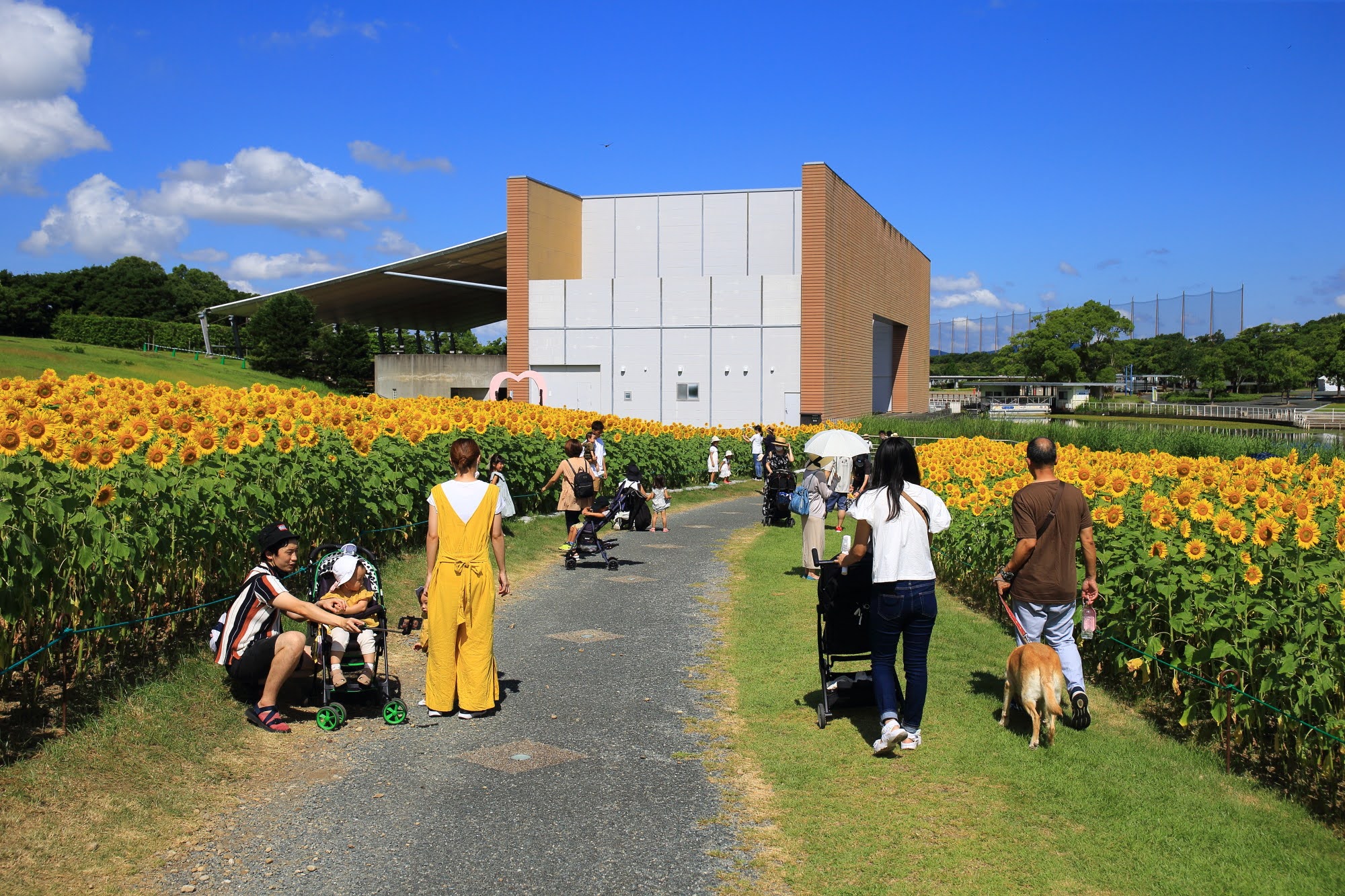 やっ カケスタ Kakesta