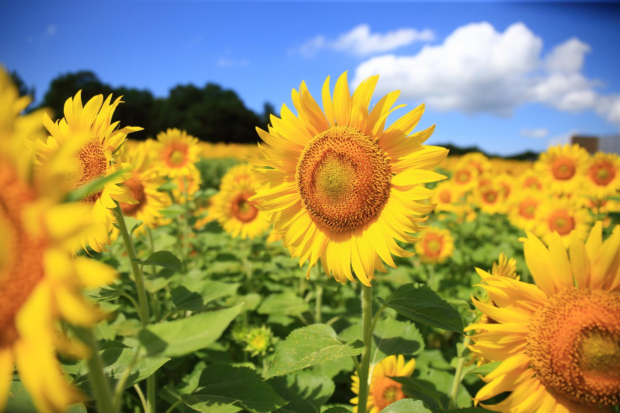 21年07月 カケスタ Kakesta