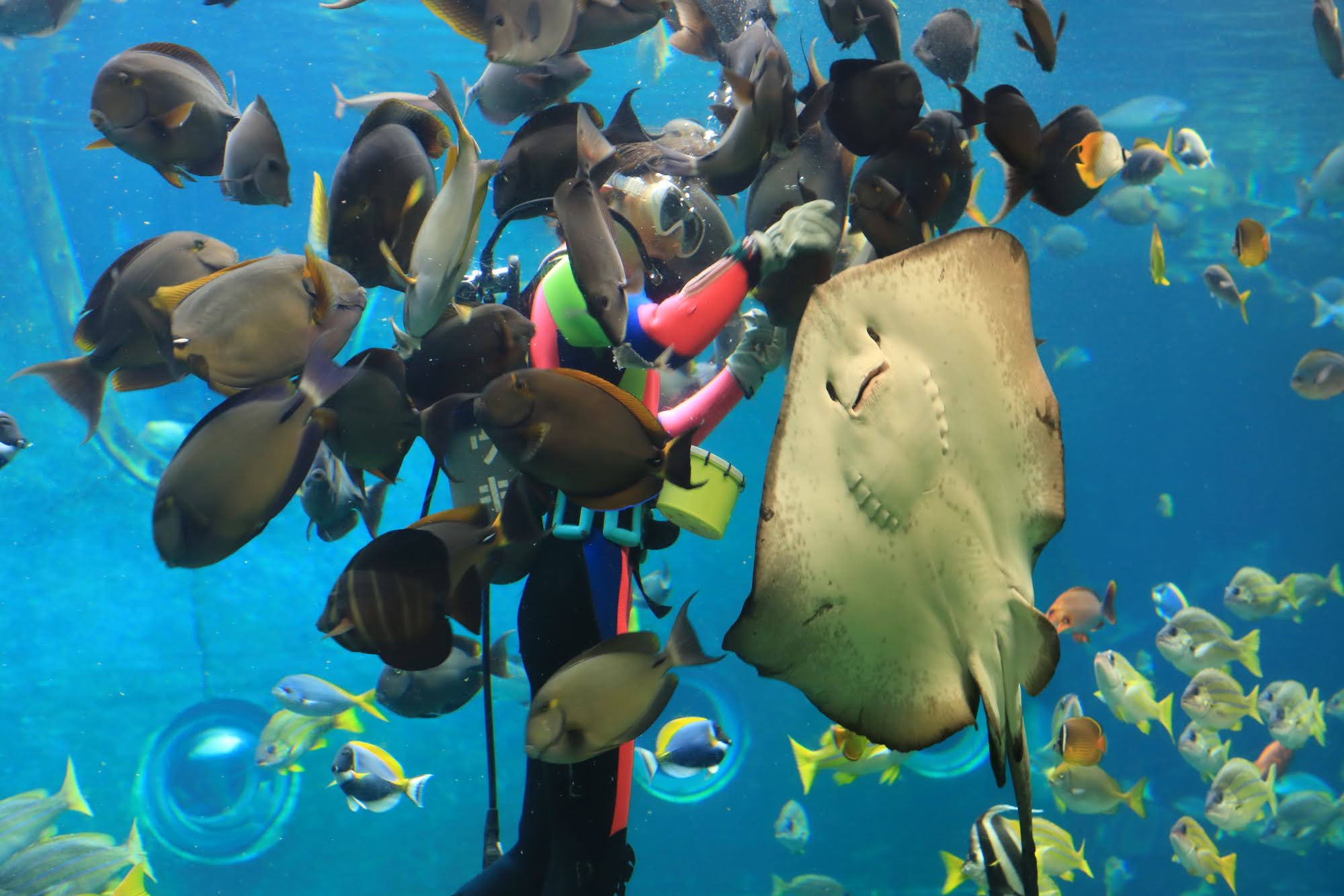 箱根・水族館「箱根園水族館③」海中ショーで舞うアカエイや魚たちの